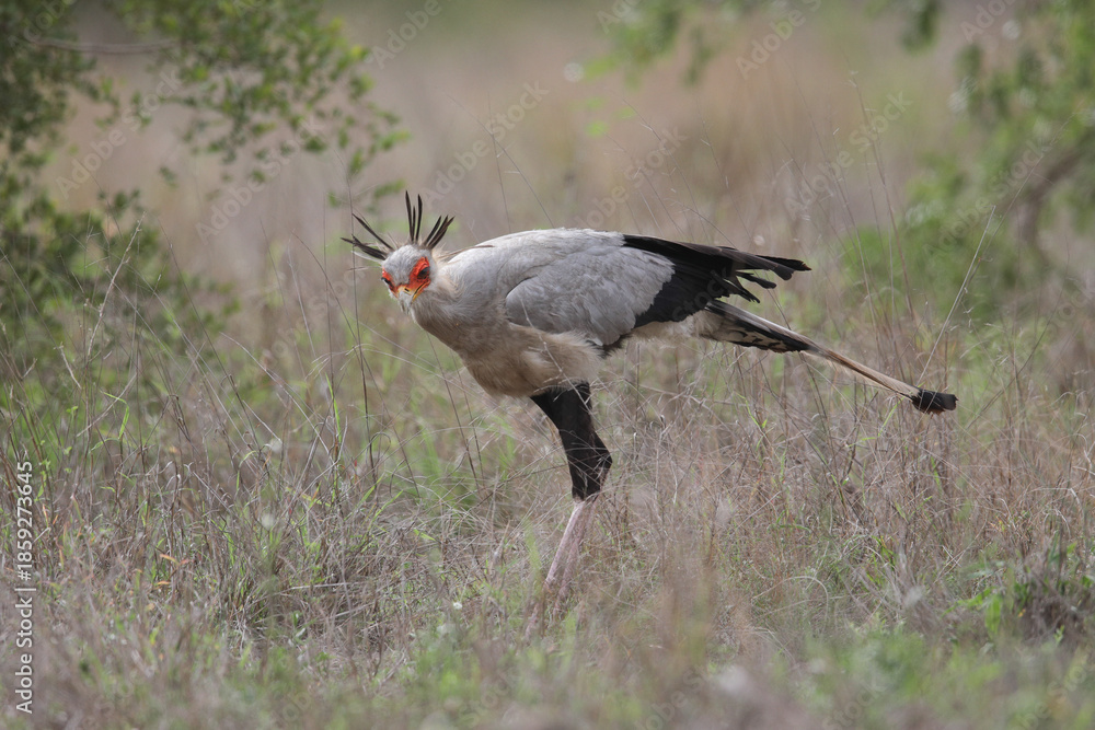 Fototapeta premium Secretary bird walking through long grass in search of snakes to eat