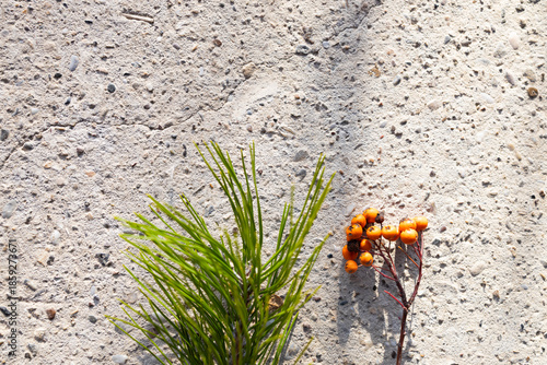 Pine needles and berries on concrete.