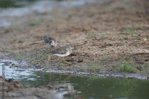 Canvas-taulu Wader bird walking along a rive bank