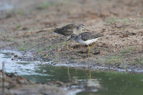 Common greenshank bird looking for food in shallow water