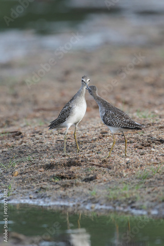 Two marsh sandpipers arguing on a riverbank