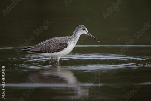 Common greenshank bird looking for food in shallow water