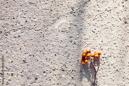 Orange berries on concrete surface