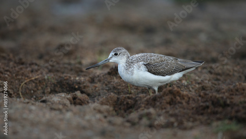 Common greenshank bird looking for food in shallow water