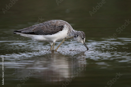 Greenshank bird scratching its head while standing in water with ripples and reflection