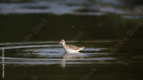 Common greenshank bird looking for food in shallow water