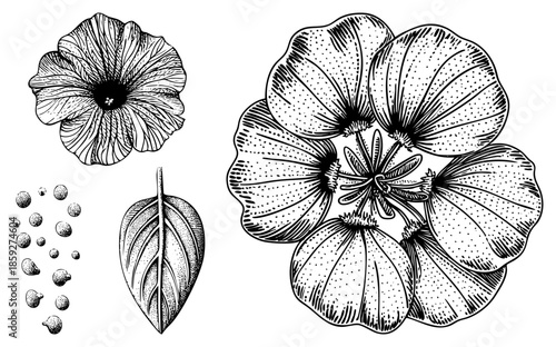 botanical illustration flowers leaves seeds