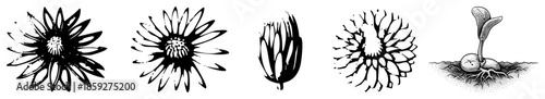 five stylized flowers and sprout in black and white vector