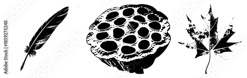 feather lotus seed maple leaf vector set