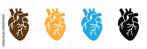Human heart icon. realistic heart organ anatomy vector illustration. Cardiology symbol. Cardio rhythm sign. Aorta and artery anatomical heart model pictogram. Medical pulse concept isolated.