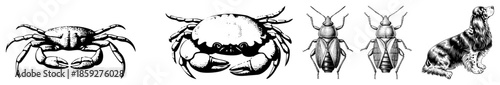 crab insect dog vector