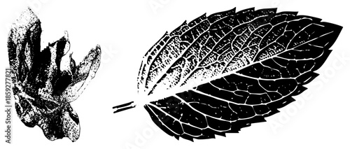 two stylized leaves vector illustration