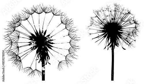 dandelion seed heads black silhouette vector isolated