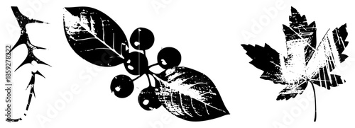 branch holly berries maple leaf vector set