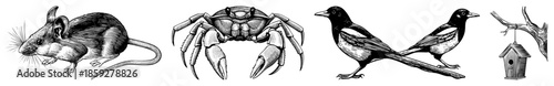 rodent crab bird birdhouse vector set