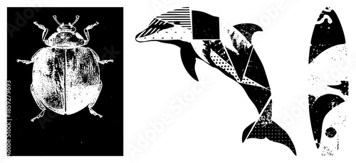 Ladybug dolphin orca vector art black and white