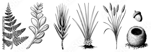 botanical illustrations of fern leaf olive branch wheat grass reed acorn bird nest