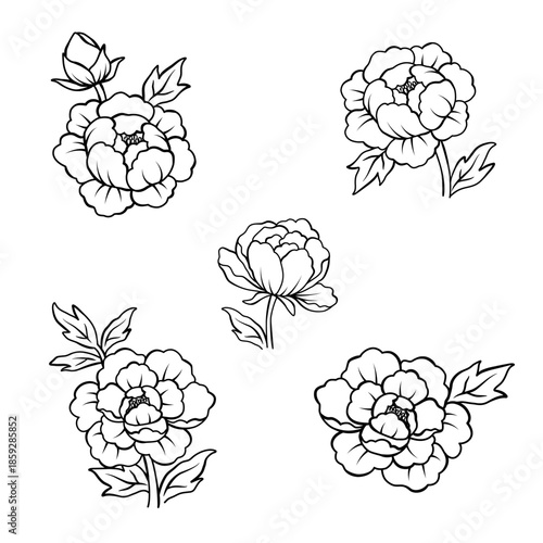 Elegant peony flower outline illustration set, Vector hand drawn sketch design elements.