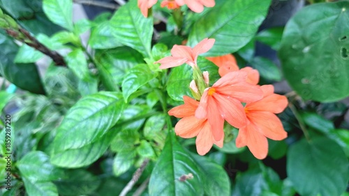 Beautiful peach Firecracker Flowers (Crossandra infundibuliformis) captured in a close-up, highlighting their intricate petal structure and warm hues