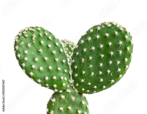 Bunny Ear Cactus Isolated on Transparent Background” 