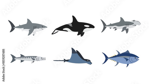 Various marine animals in vector style for educational and design projects