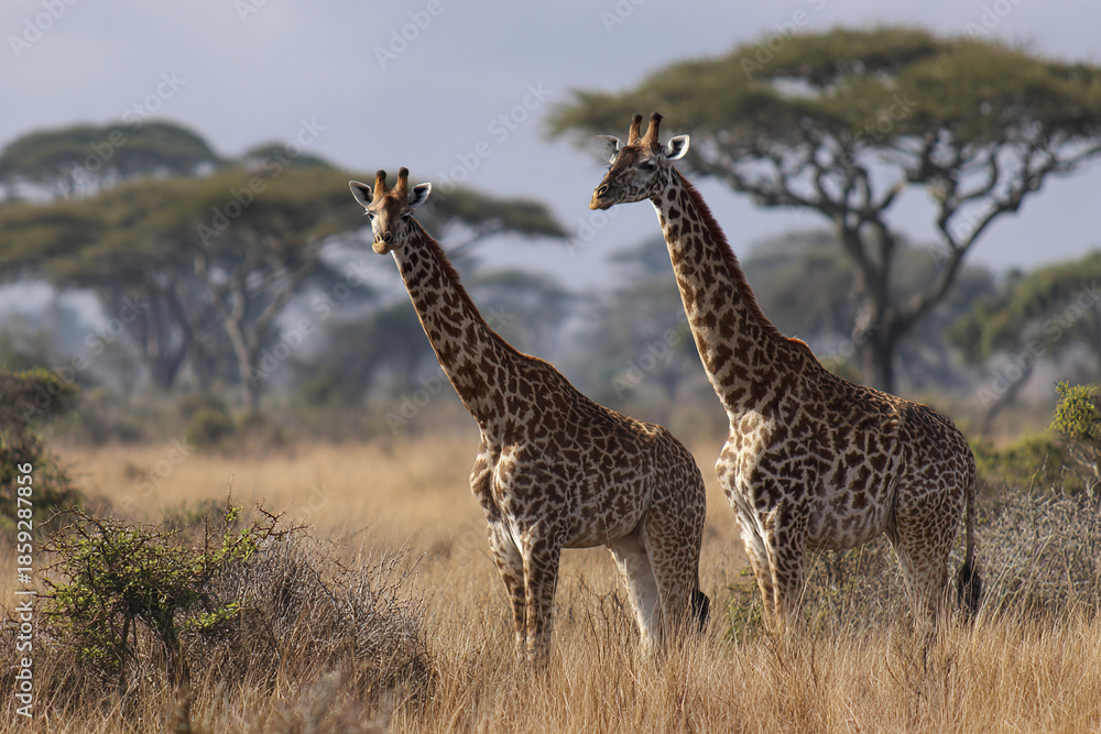 Fototapeta premium Two giraffes standing in dry savanna grassland with scattered acacia trees under cloudy sky, showcasing natural wildlife and serene African landscape