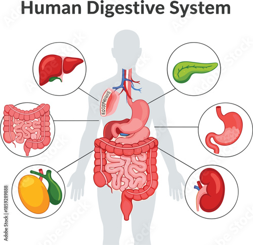 Human Digestive System Anatomy Diagram Medical Education Illustration Showing Stomach Intestines Liver Pancreas Organs Health Biology Science Vector Infographic For Learning Teaching Healthcare 