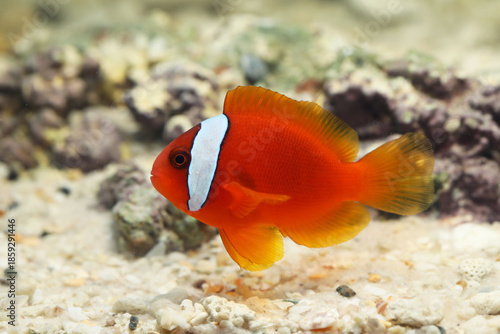 Tomato clownfish (Amphiprion frenatus) in black background