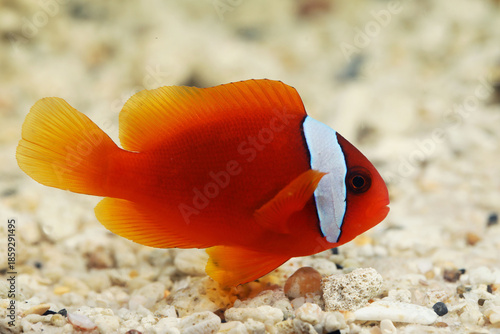 Tomato clownfish (Amphiprion frenatus) in aquarium