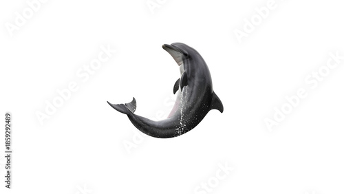 dolphin isolated on white background