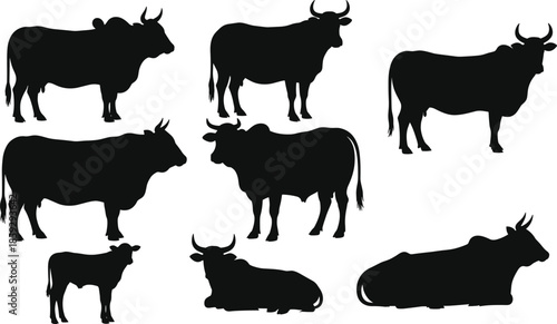 Cattle silhouette collection illustration, cow bull calf farm livestock poses isolated white background vector rural agriculture design icon set