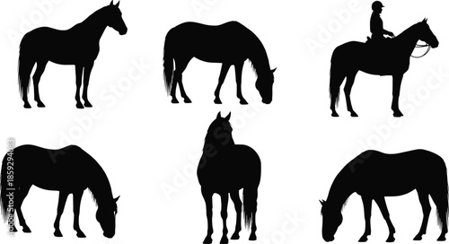 Horse silhouette collection illustration, equine poses standing grazing rider isolated white background vector farm nature equestrian design set art graphic