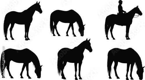 Horse silhouette icon set illustration, equine poses with rider standing grazing isolated white background vector farm equestrian design collection