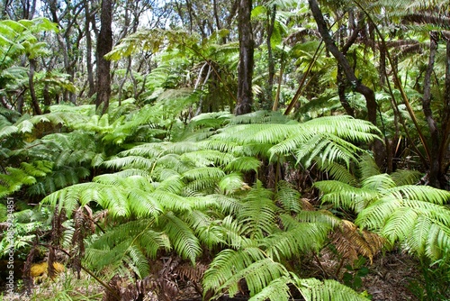 Plants You Might See While Trekking on Hawaii Island