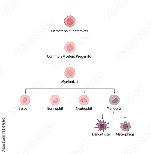 Hematopoiesis cell type scheme, stem cell, common myeloid progenitor, myeloblast, Basophil, neutrophil, eosinophil, monocyte, dendritic cell, macrophage. Vector illustration.