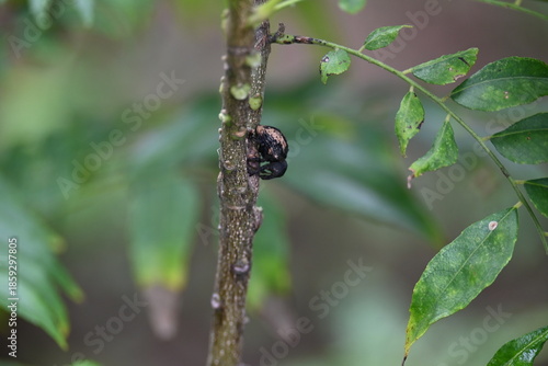 Cryptorhynchus lapathi. It is a species of weevil native to Europe. Its common names poplar and willow borer, osier weevil, and willow weevil.