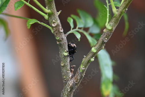 Cryptorhynchus lapathi. It is a species of weevil native to Europe. Its common names poplar and willow borer, osier weevil, and willow weevil.