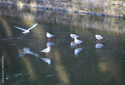 Möwen am gefrorenen alter Hafen in Düsseldorf, Deutschland