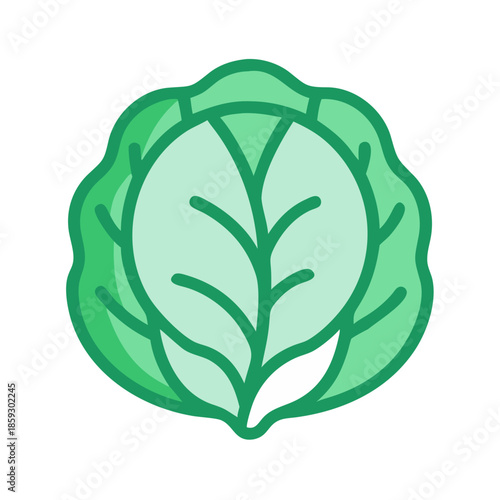 Isolated green cabbage head vector illustration on white background
