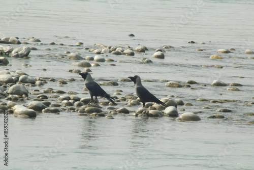 Two crows foraging among rocks in a shallow river. The birds appear to be house crows, a very common species found near water and developed areas.