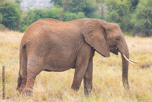 Wallpaper Mural Elephant grazing in a national park, standing on dry grassland. Torontodigital.ca