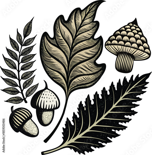 Vintage botanical illustration of leaves, acorns and mushrooms