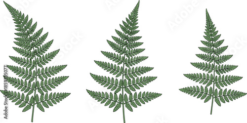 Hand drawn fern leaf collection featuring detailed botanical foliage illustrations, natural green plant leaves isolated on white background
