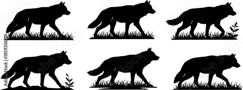 Walking wolves silhouettes six different animal poses in grassy field