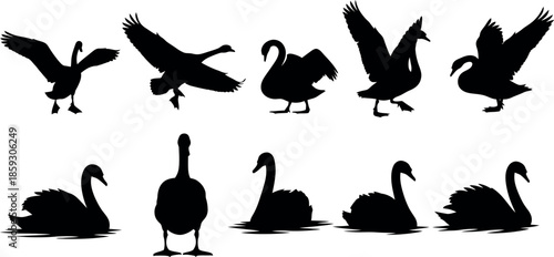 Majestic swan silhouettes various animal postures and movements of waterfowl birds