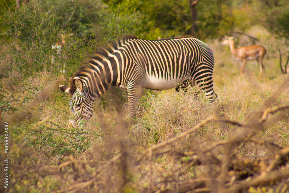 Naklejka premium Grévy's zebra in the African bush in Samburu National Reserve, Kenya