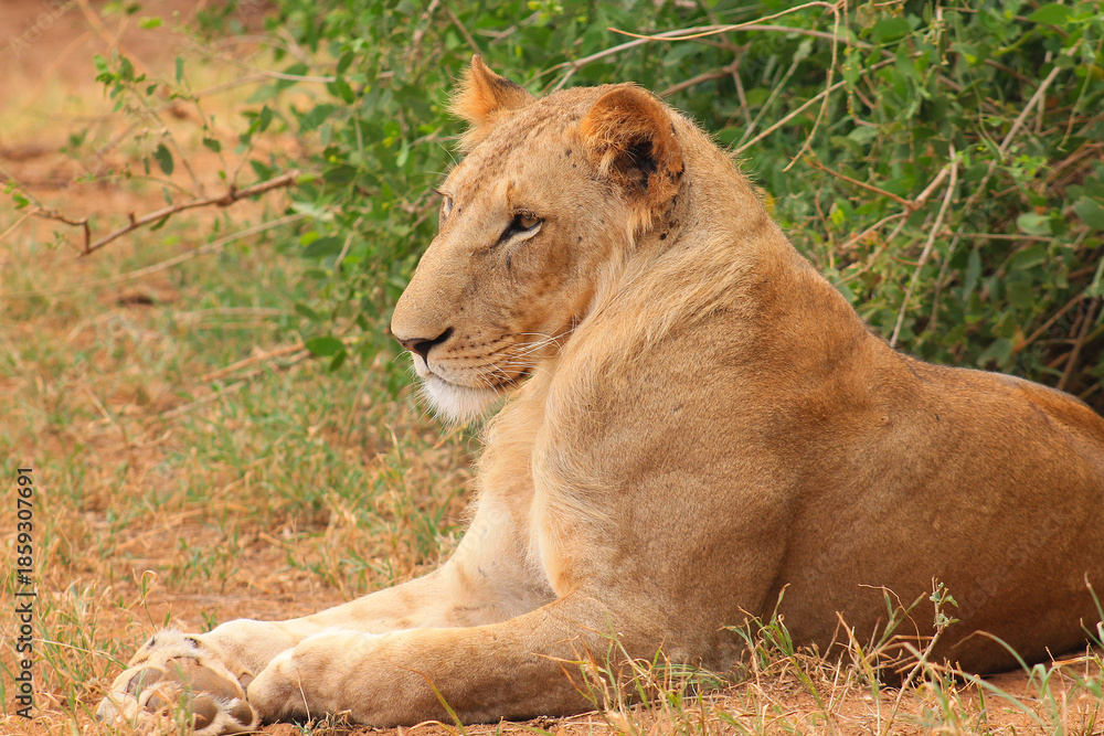Fototapeta premium Male lion (Panthera leo) resting on dry grass and soil, in the wilderness.