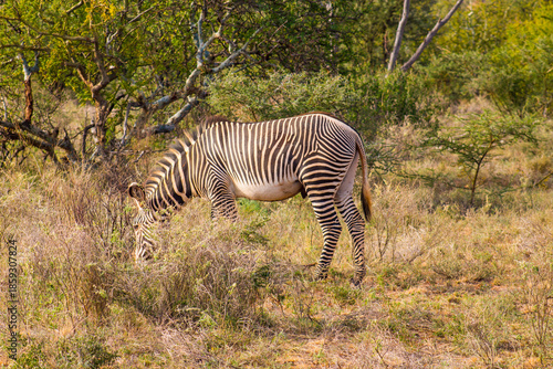 Grévy's zebra in the African bush in Samburu National Reserve, Kenya