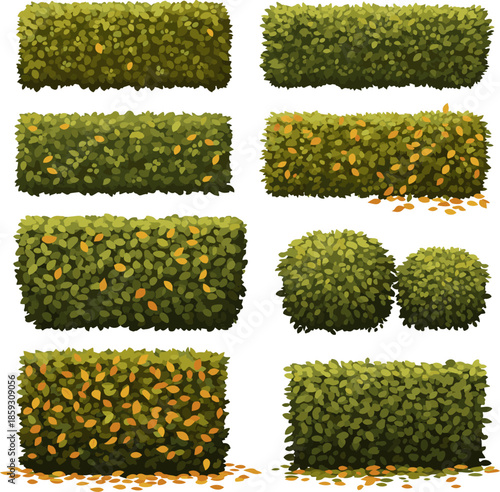 Create a kinds of deferent realistic Hedge in autumn with some yellow leaves, vector art with white background..