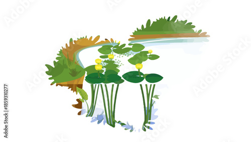Cross-section illustration of a freshwater pond with yellow water lilies and lily pads, showcasing aquatic flora and environment